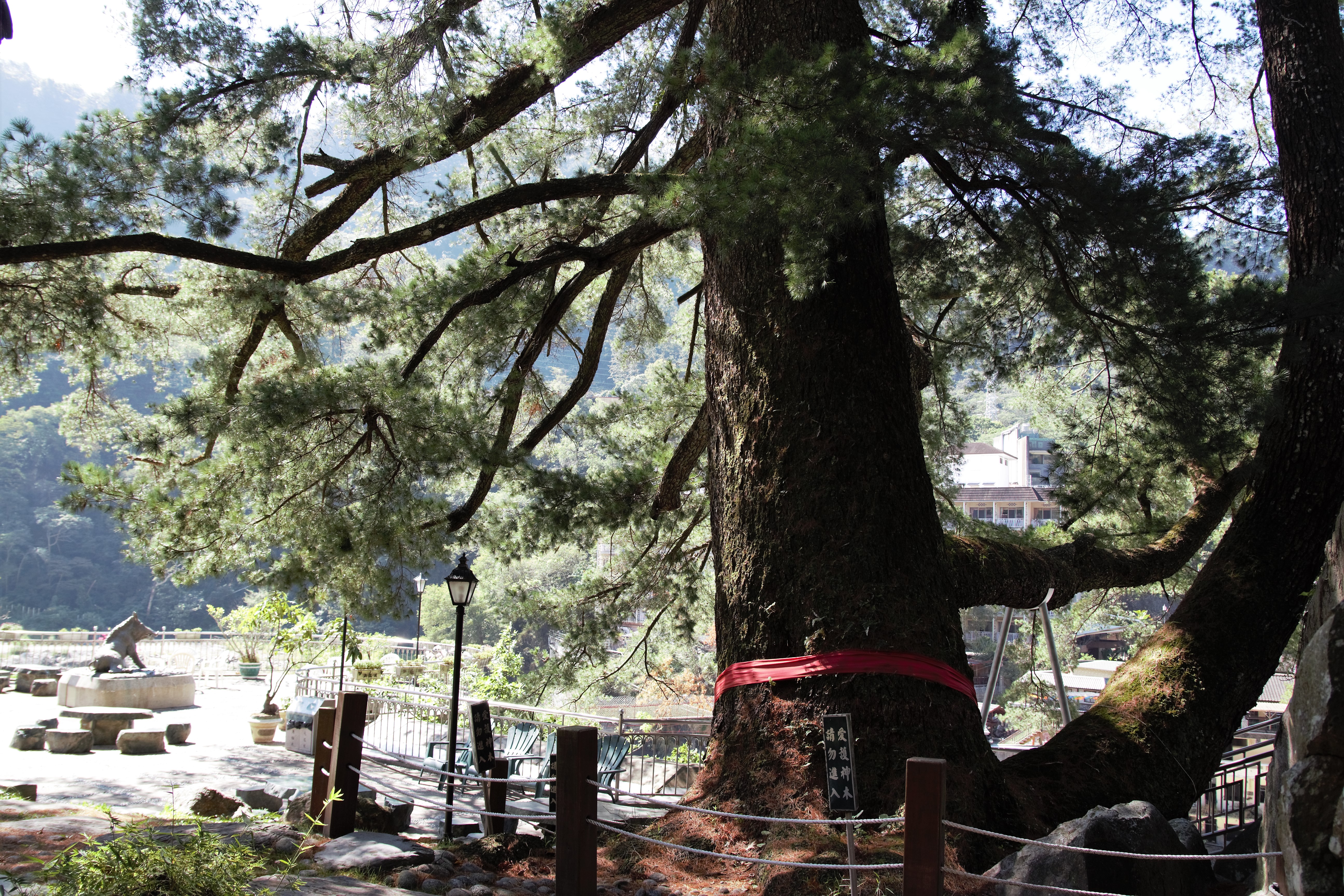 千年五葉松神木