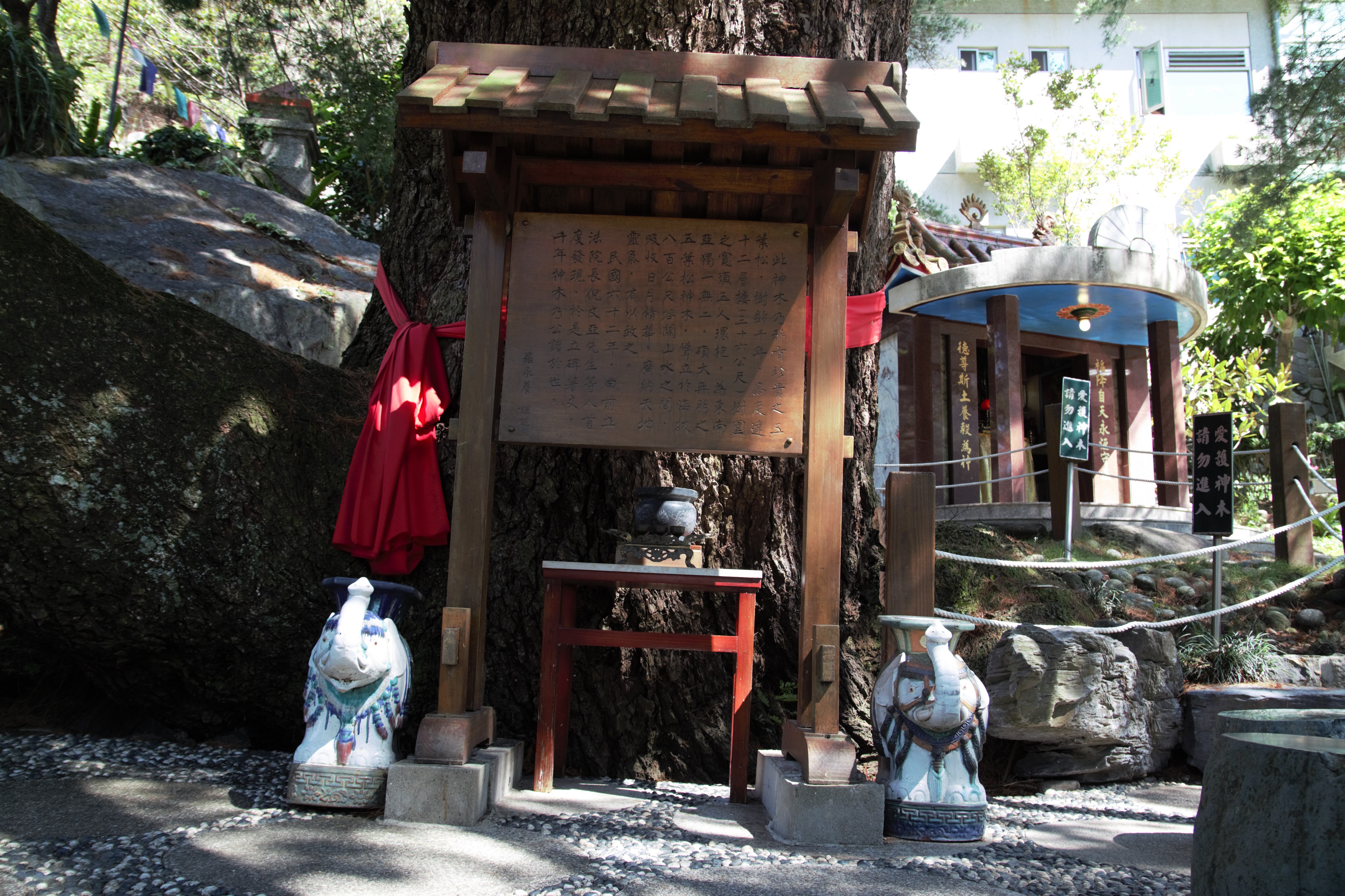 千年五葉松神木